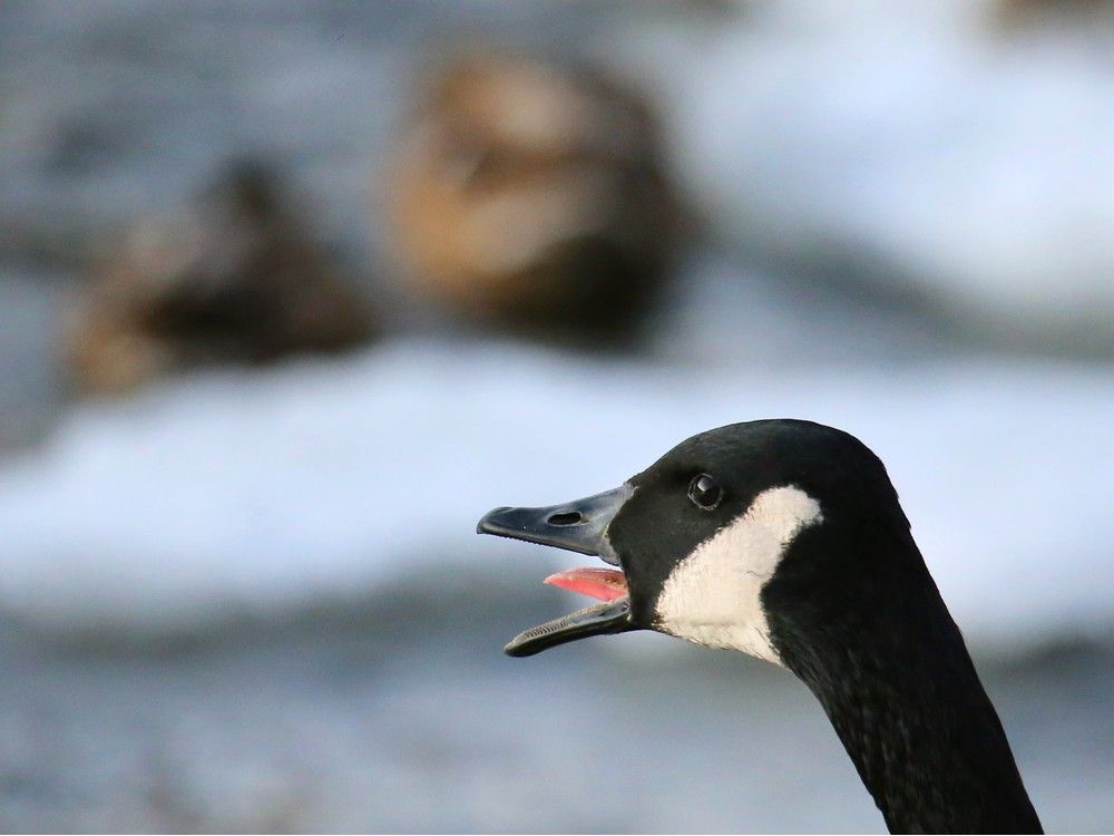 NextImg:Ottawa just bought 500,000 'bird flu' vaccines. Who is at risk?