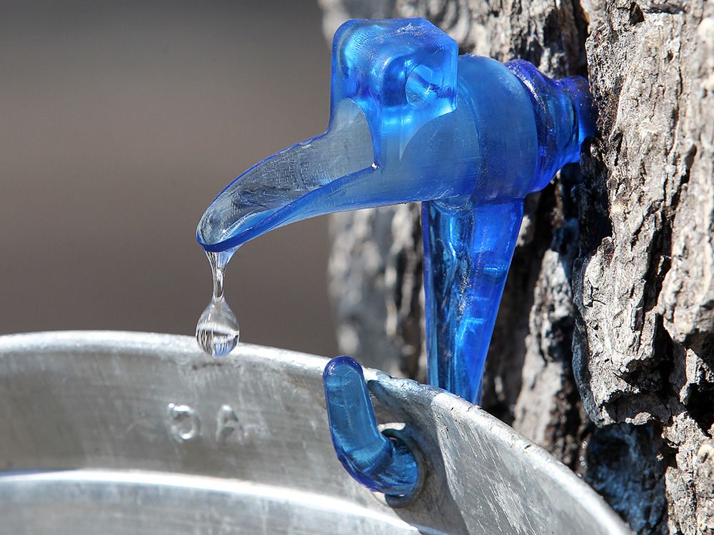 NextImg:Canadians make a compelling case for drinking tree sap