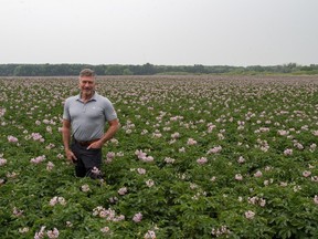 Made in Canada trade potatoes