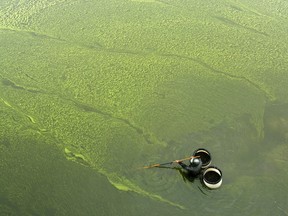 A green microscopic organism could be the next superfood. What is it? A green microscopic organism could be the next superfood. What is it?