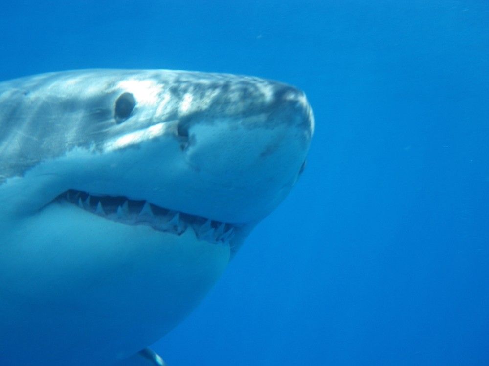 Shark bites off Canadian woman's hands when she tries to take a photo