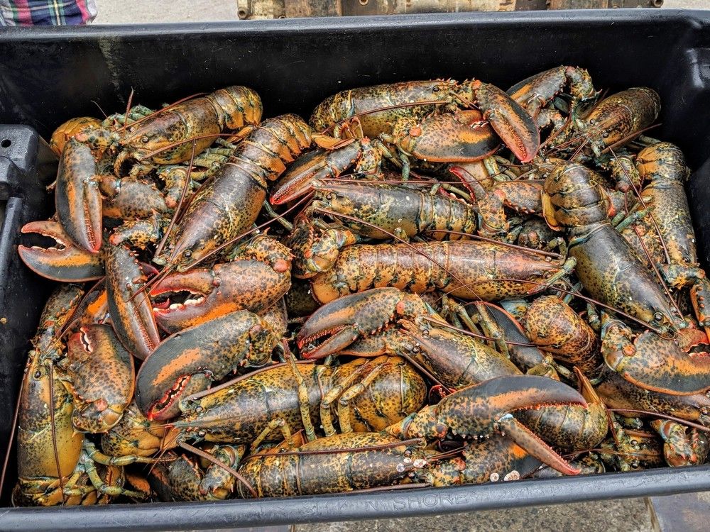 NextImg:Already hit by China, Nova Scotia’s seafood sector braces for U.S. tariffs next week