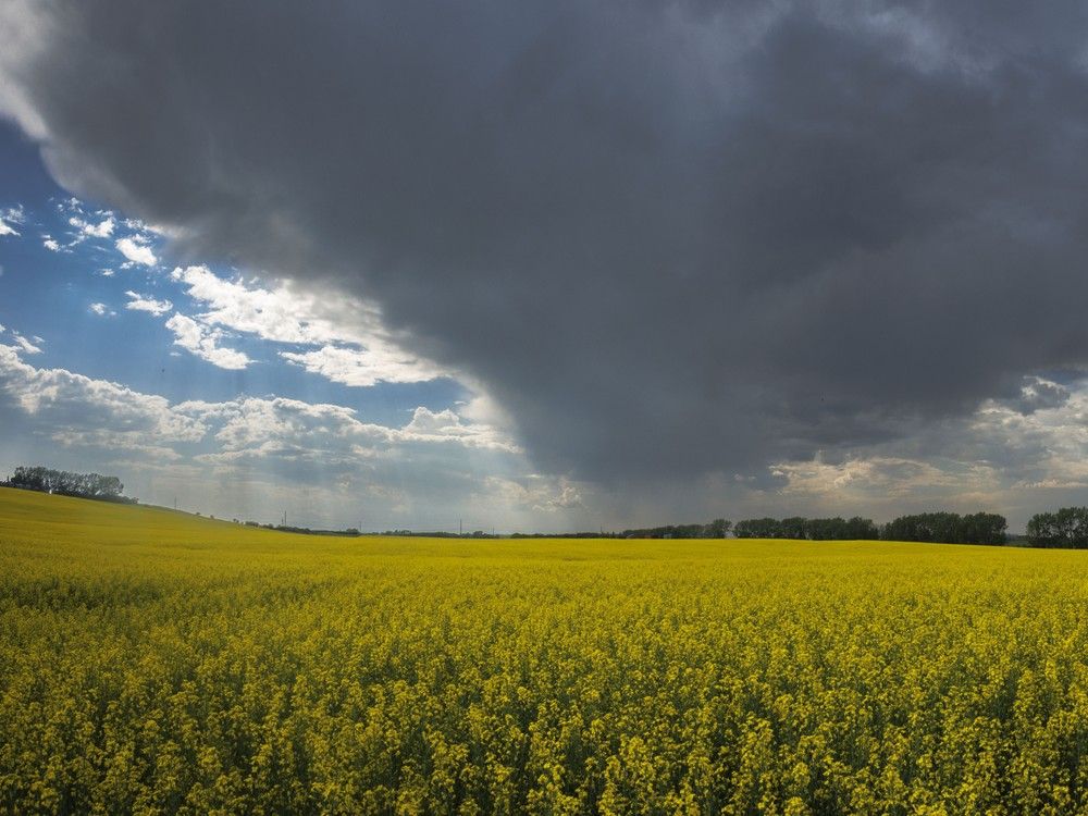 NextImg:Canada's canola farmers fearing fallout from new Chinese tariffs, eager for resolution