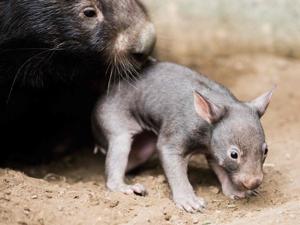 NextImg:American who snatched baby wombat from its mother has left Australia