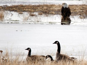 Bald eagle and Canada geese.