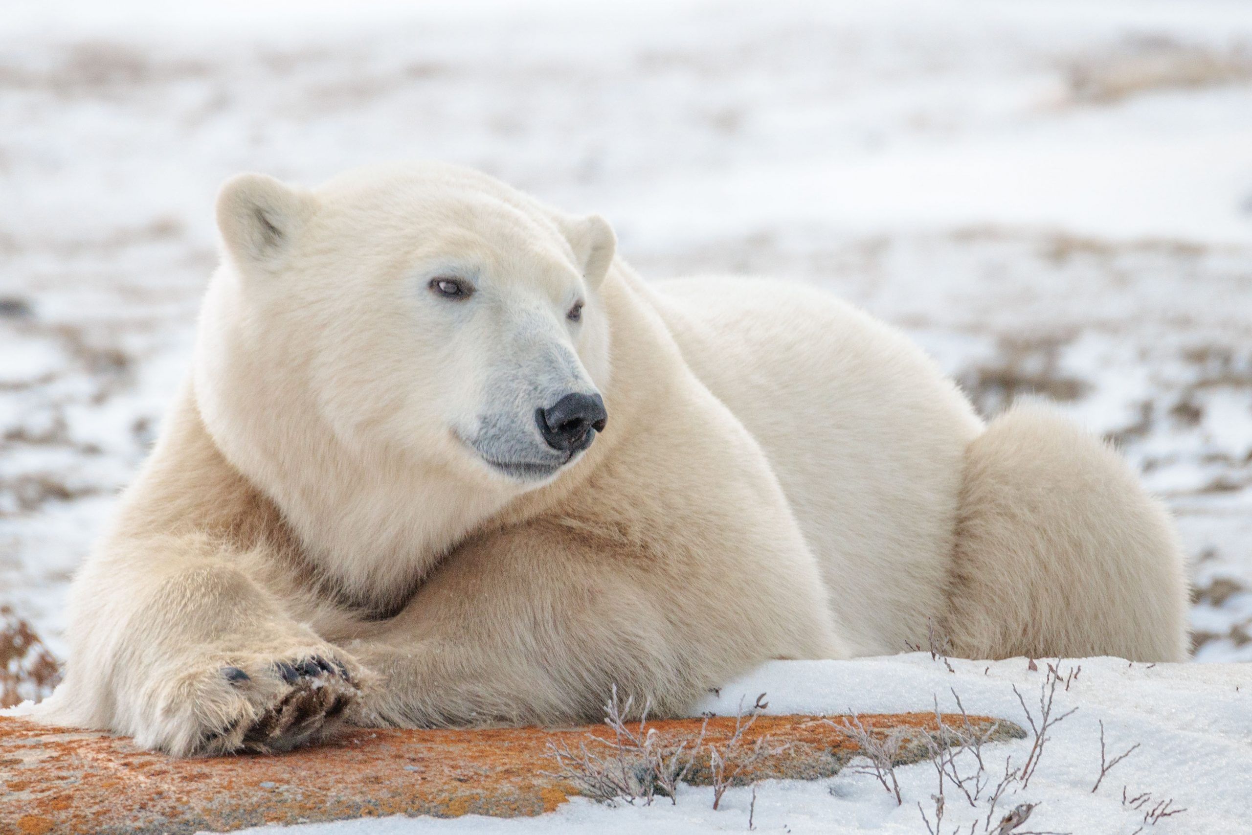 Classic Canadian Tours makes polar bear safaris accessible