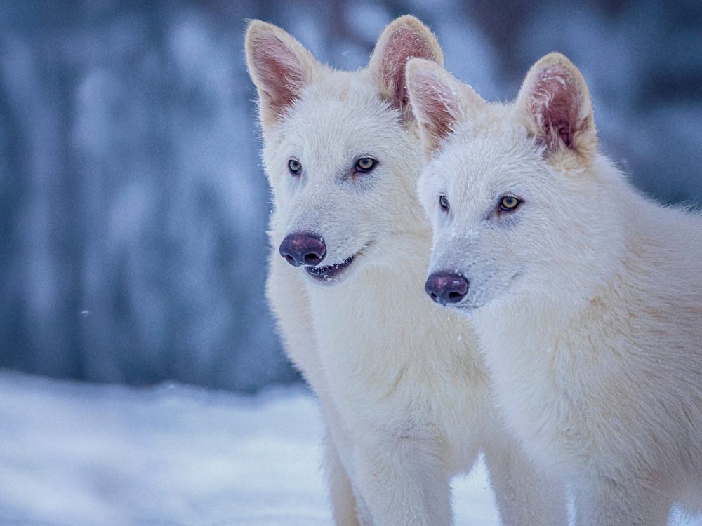 NextImg:Scientists have revived the extinct dire wolf — sort of