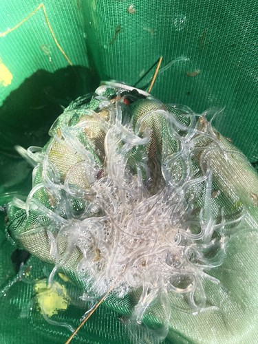Elvers are juvenile American eels that return each spring to East Coast rivers after having hatched in the Sargasso Sea.