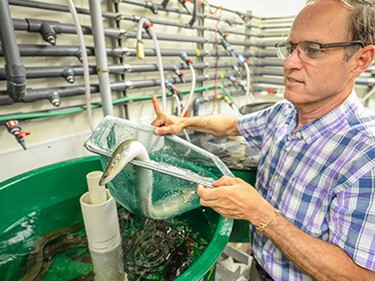 NovaEel chief executive officer Paul Smith with one of the American eels raised from the elver stage at Dalhousie University's aquatron.
