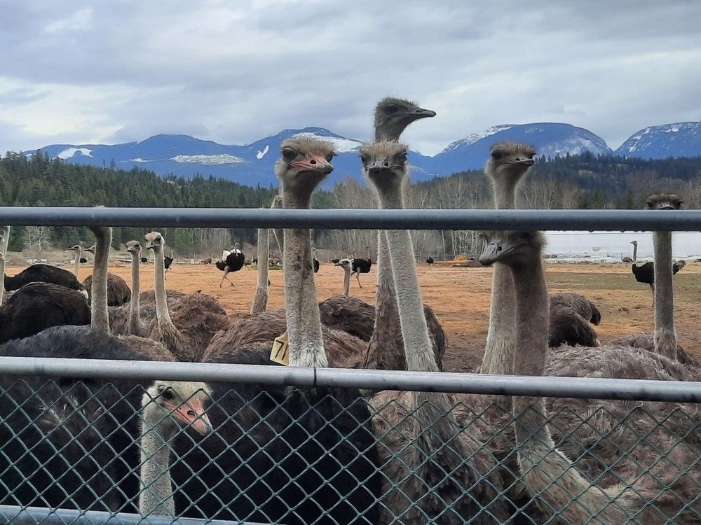 NextImg:Ostriches at B.C. farm have version of avian flu not seen elsewhere in Canada: CFIA