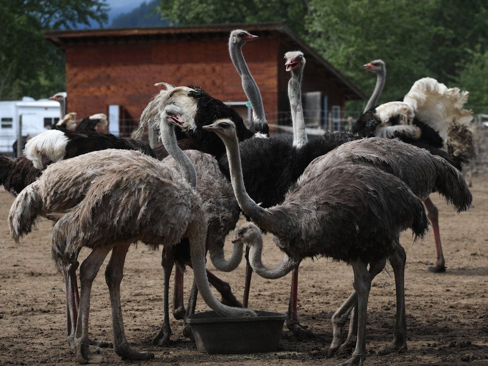 NextImg:FIRST READING: U.S. gets involved with anti-government standoff at B.C. ostrich farm