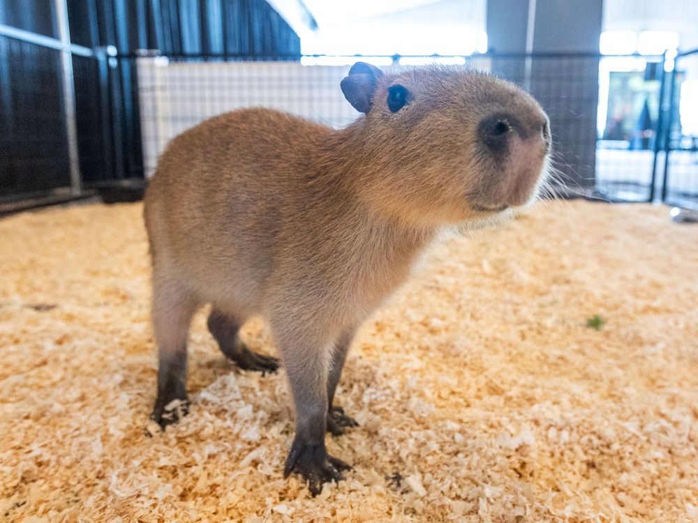 NextImg:Costa Rica police seize 5 capybaras and drugs from fleeing vehicle