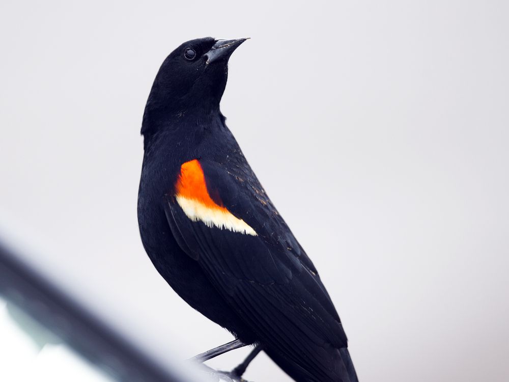 NextImg:Angry, red-winged blackbirds of death resume their seasonal attacks on Toronto denizens
