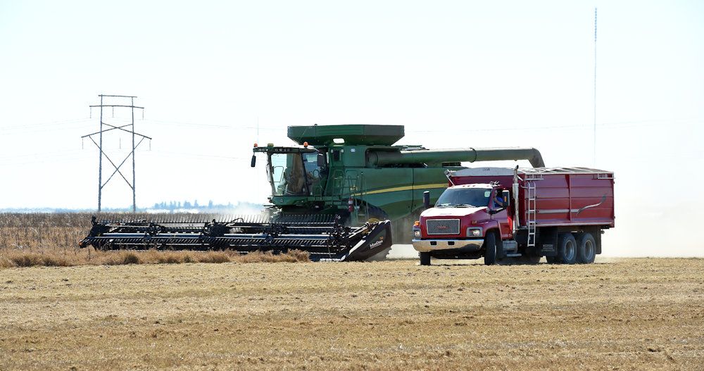  In a rare bit of good news for Canadian world trade, India has agreed to continue importing duty-free Canadian lentils until at least next March. Although it’s the U.S. trade war that’s been getting all the attention, Canada has been involved in another devastating trade war that’s much more our fault. After Ottawa slapped a 100 per cent tariff on Chinese-made EVs, Beijiing hit back with a 100 per cent tariff on canola oil and peas. As such, some of the Canadian acreage that used to go to Chinese peas can now at least be put towards Indian lentils.