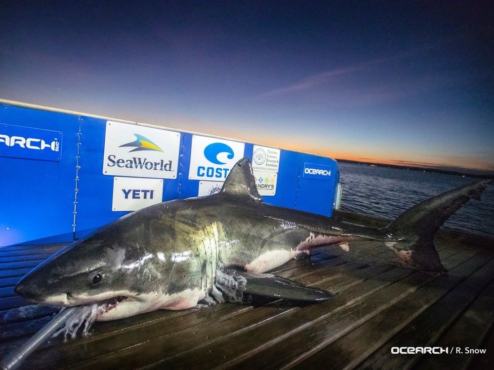 Luna, short for Lunenburg, is a 15-foot, 2,137-pound great white shark tagged by Ocearch in 2018 off the coast of Nova Scotia.