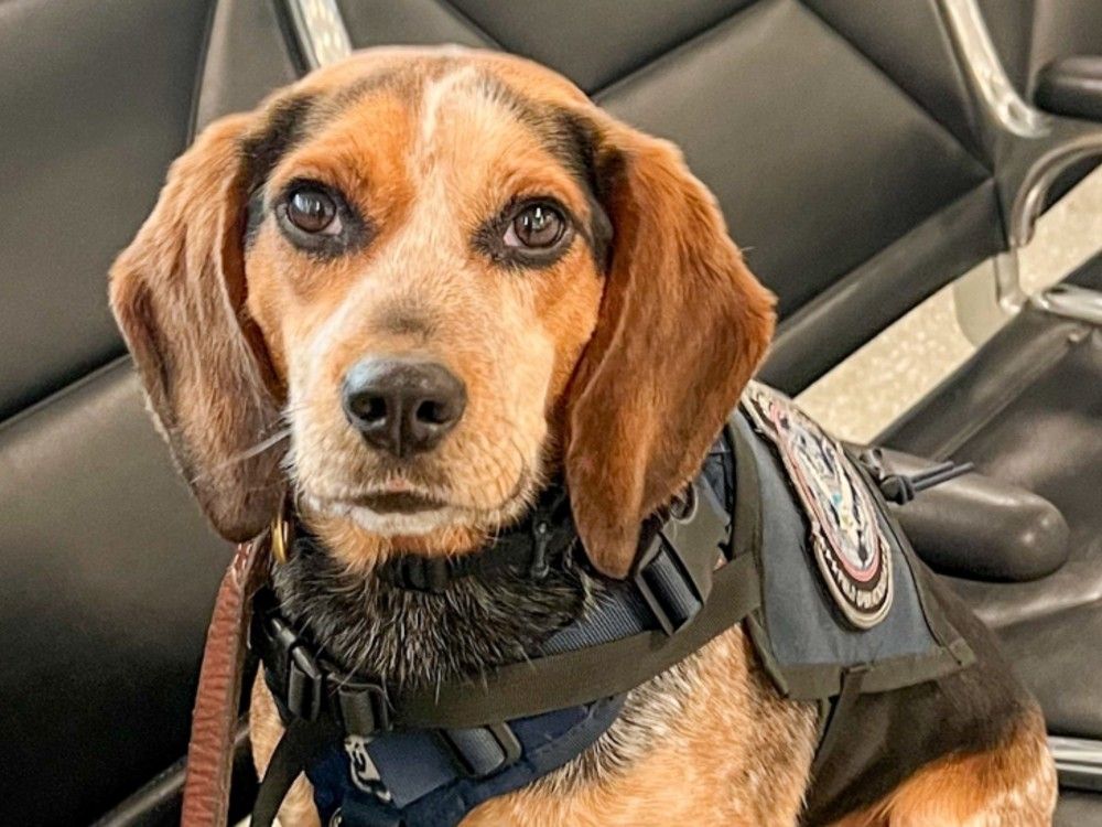  Freddie, a five-year-old beagle, is getting some rest after he was kicked while on the job this week. He is expected to back at work next week, according to U.S. Customs and Border Protection.