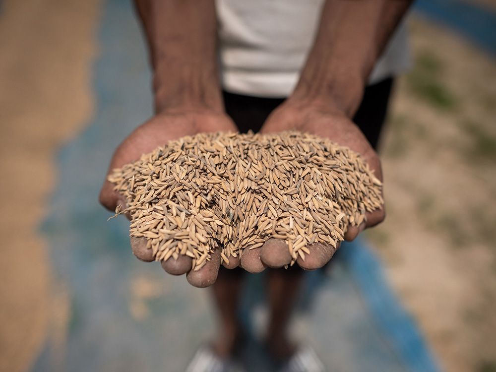NextImg:Does rice contain arsenic? Yes, here's how you can reduce the risk