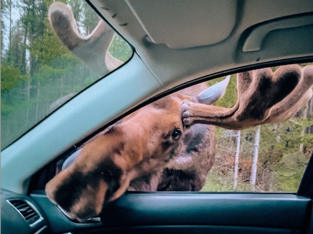 NextImg:Could this be Canada's friendliest moose? Woman recalls encounter near Alberta's Maligne Lake