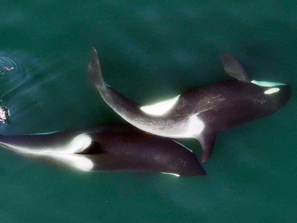 NextImg:B.C. orcas spotted using kelp tools to groom and bond with one another