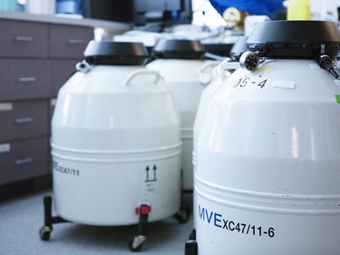 A picture of the storage tanks at Evolve egg freezing clinic in downtown Toronto that stores frozen human eggs.