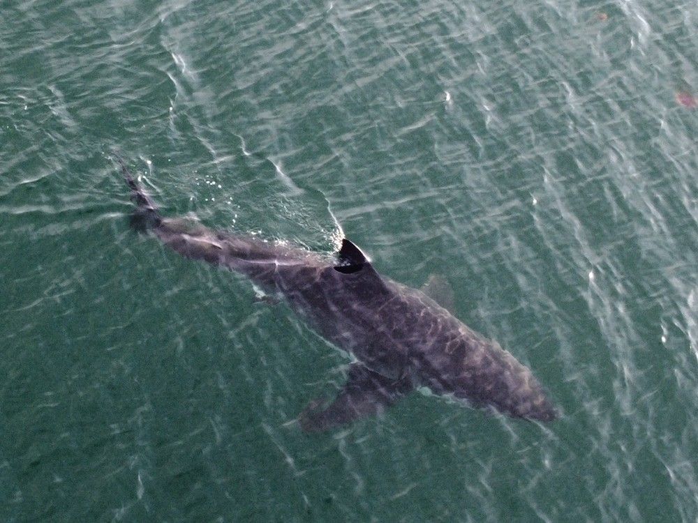 NextImg:More great whites are visiting N.S. beaches. Is it time for a shark warning system like Cape Cod's?