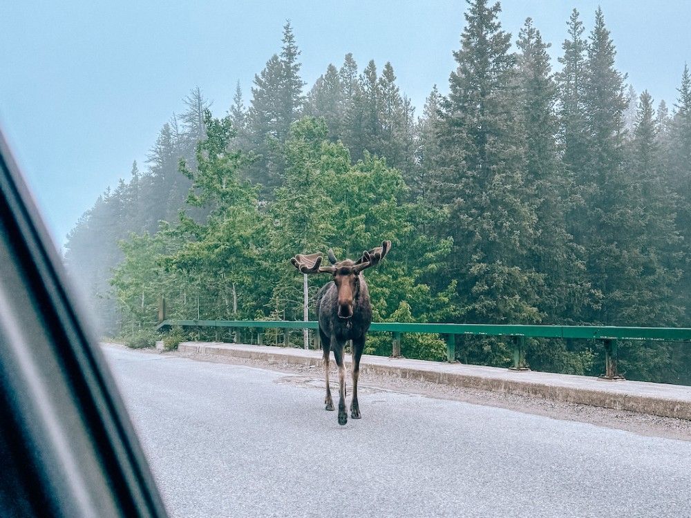  Canadian Kellie Paxian said she was grateful for an encounter she and her husband had with a moose while driving in Jasper National Park on June 22.