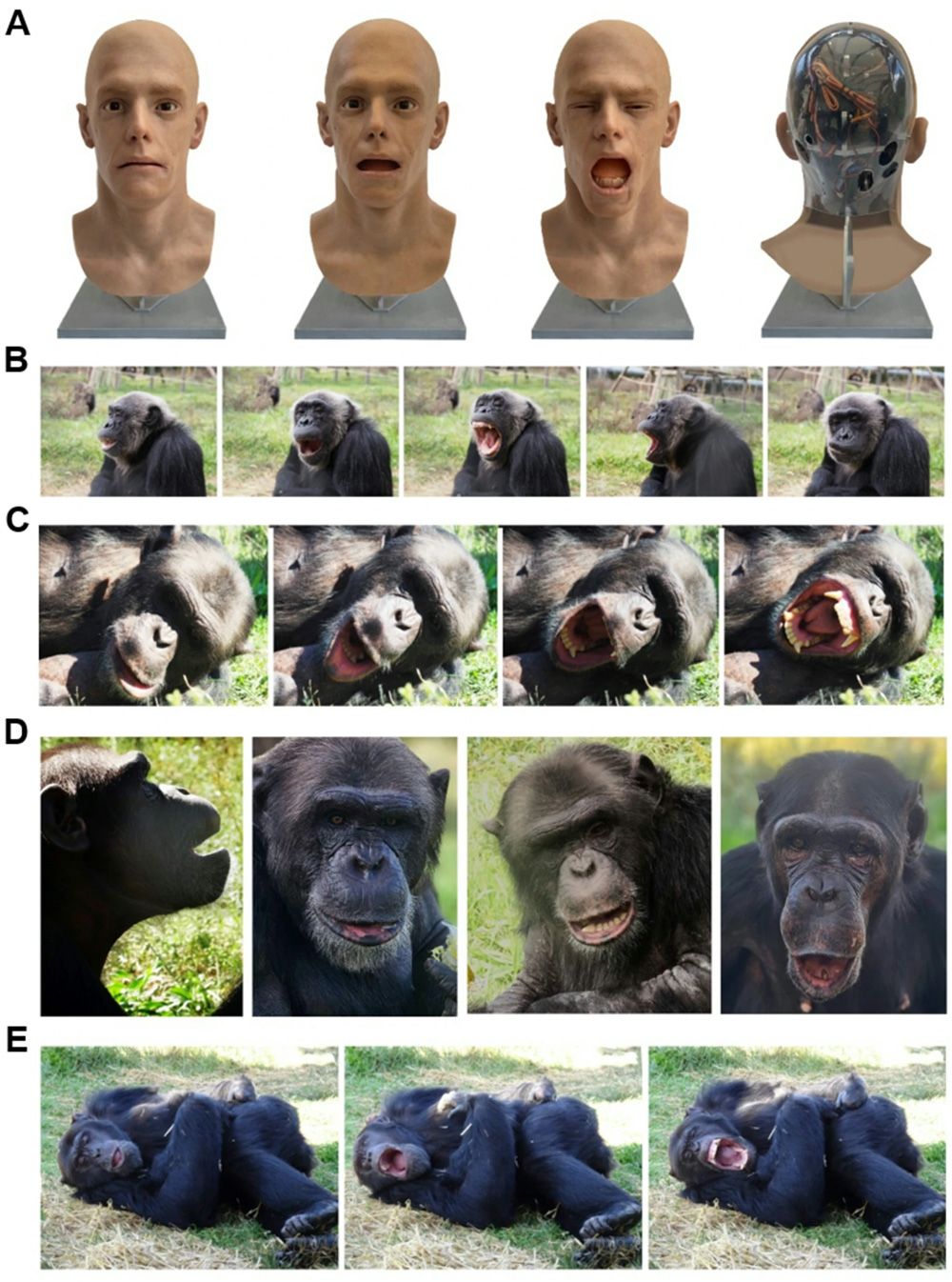  (A) Android conditions: Close, Gape, Yawn, and back view. (B) and (C) Examples of chimpanzee exhibiting yawning behaviour. (D) Examples of chimpanzee exhibiting gaping behaviour. (E) Examples of chimpanzee exhibiting yawning and lying down behaviour.