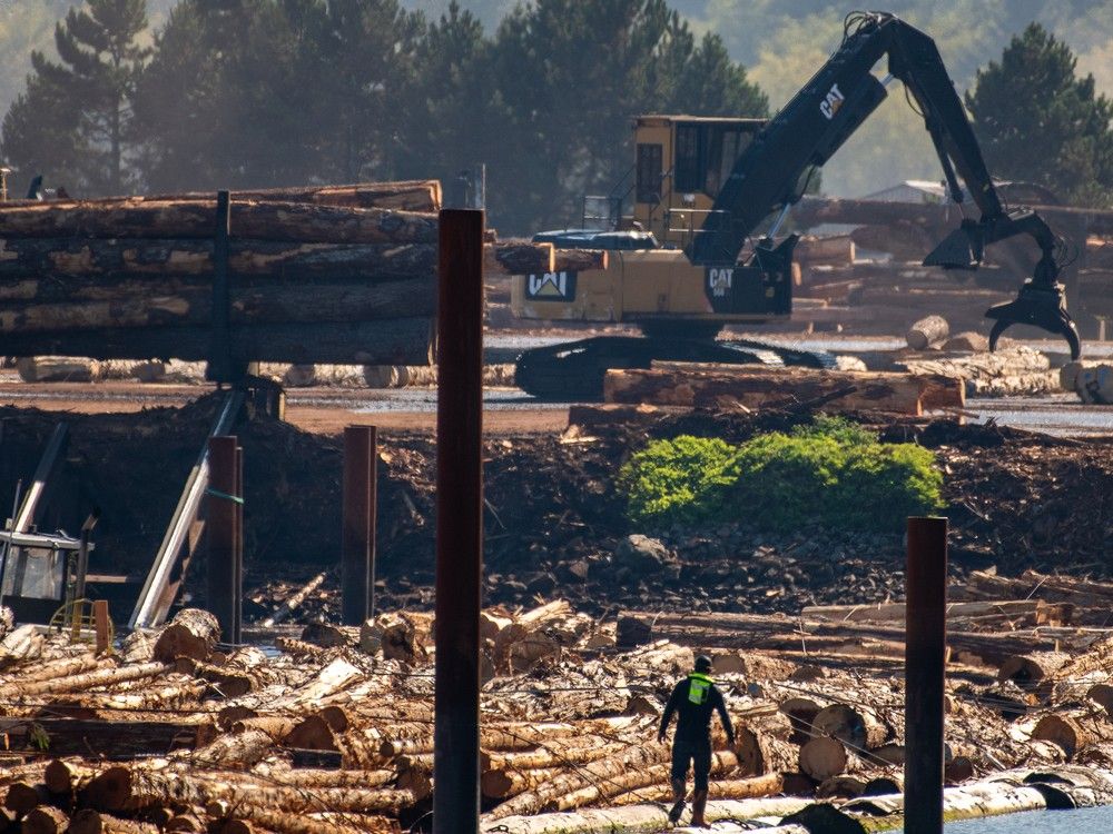  A worker walks along floating logs in the Western Forest Products Kelsey Bay Dryland Sort near Sayward, B.C.
