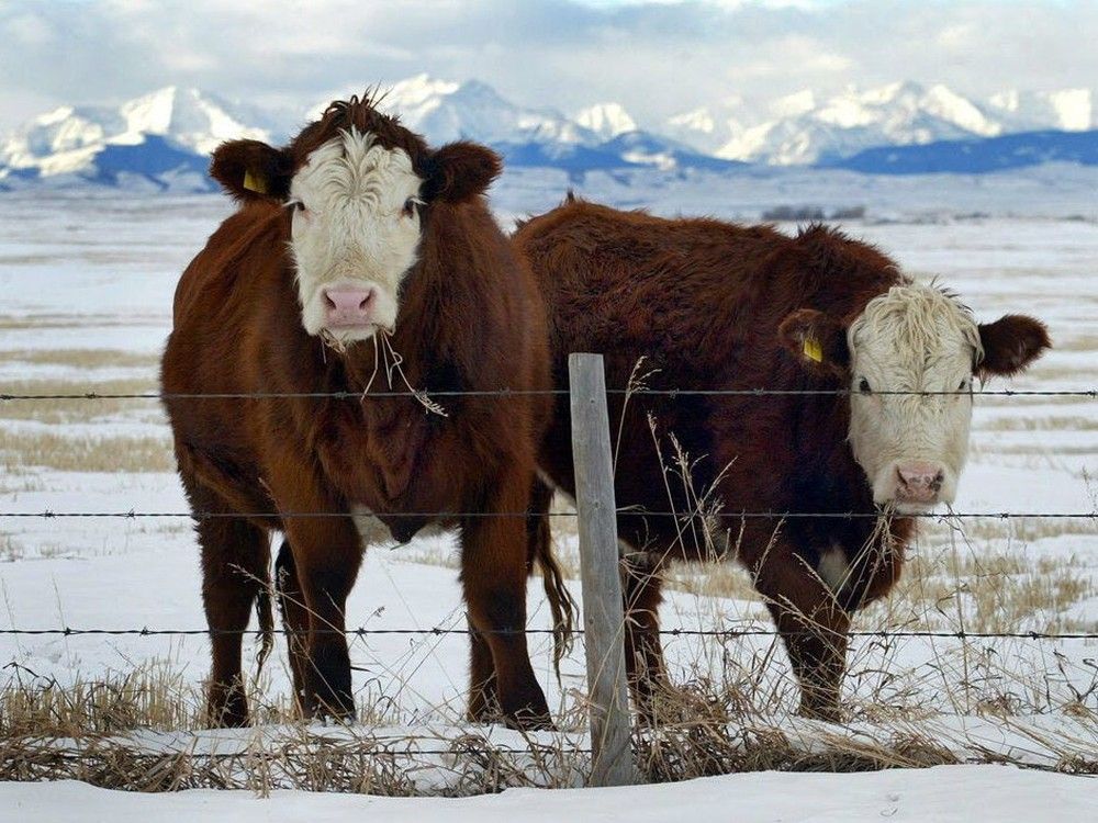 Australia lifts 22-year ban on Canadian beef after herds declared free of 'mad cow disease'