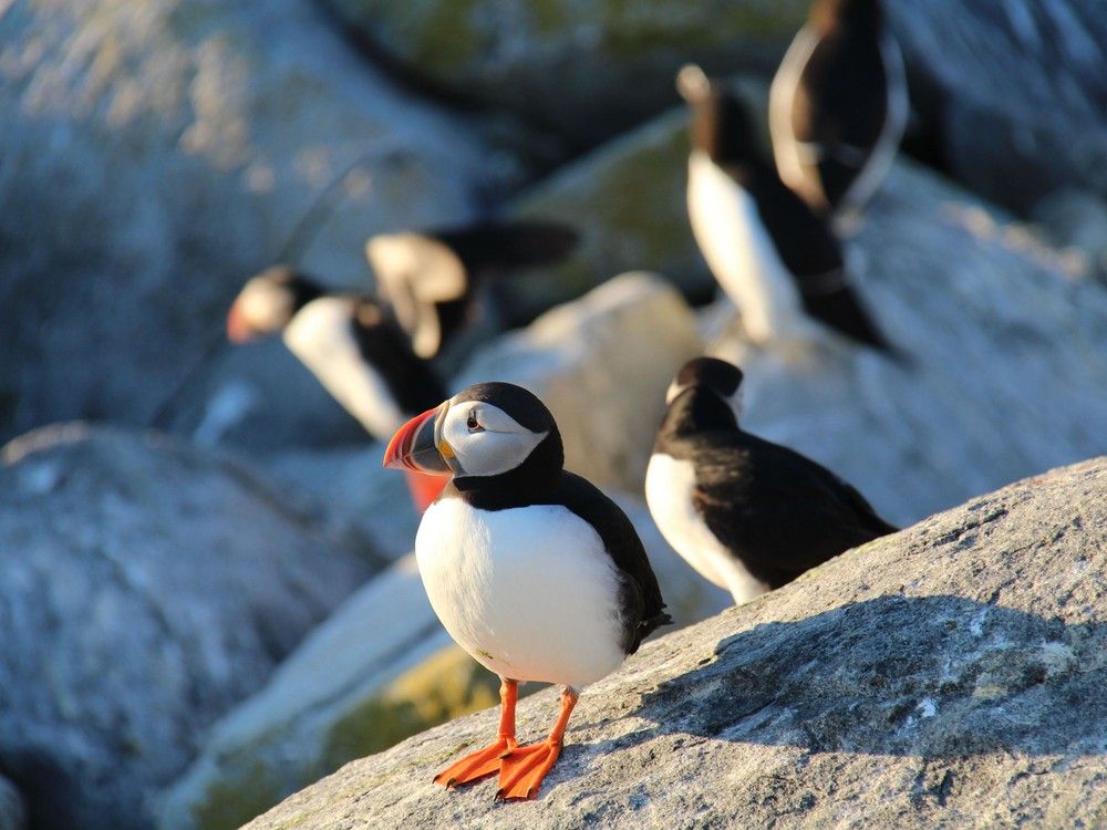 NextImg:33-year-old puffin on New Brunswick island going strong, with a chick