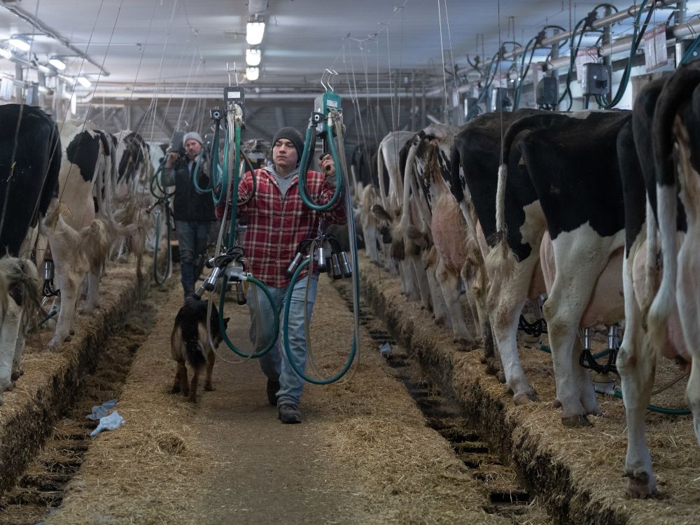 How a few rich dairy farmers are sabotaging Canada’s big, beautiful trading future: Full Comment podcast