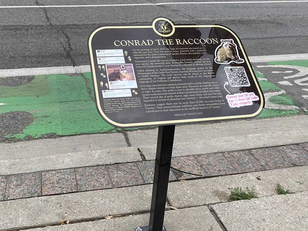 NextImg:Dead Toronto raccoon whose sidewalk memorial went viral in 2015 immortalized with heritage plaque