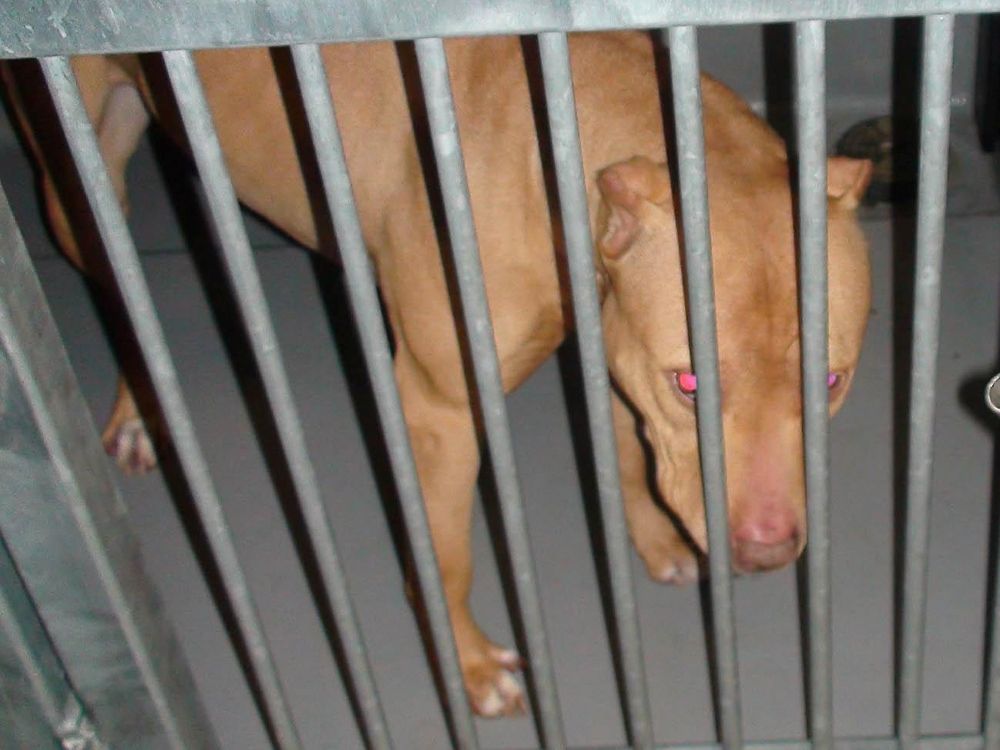 NextImg:Barbara Kay: Pit bulls are a canine scourge, and the numbers prove it