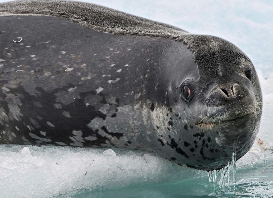 NextImg:Leopard seals sing 'otherworldly' love songs akin to nursery rhymes, study finds