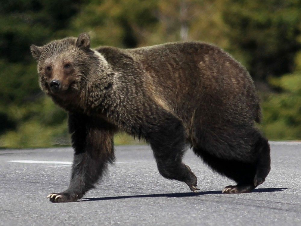 NextImg:Man riding e-bike attacked by grizzly bear in B.C., suffers 'significant' injuries