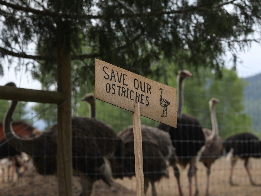 NextImg:New York billionaire prepared to fund B.C. ostrich farm's legal battle against forced cull
