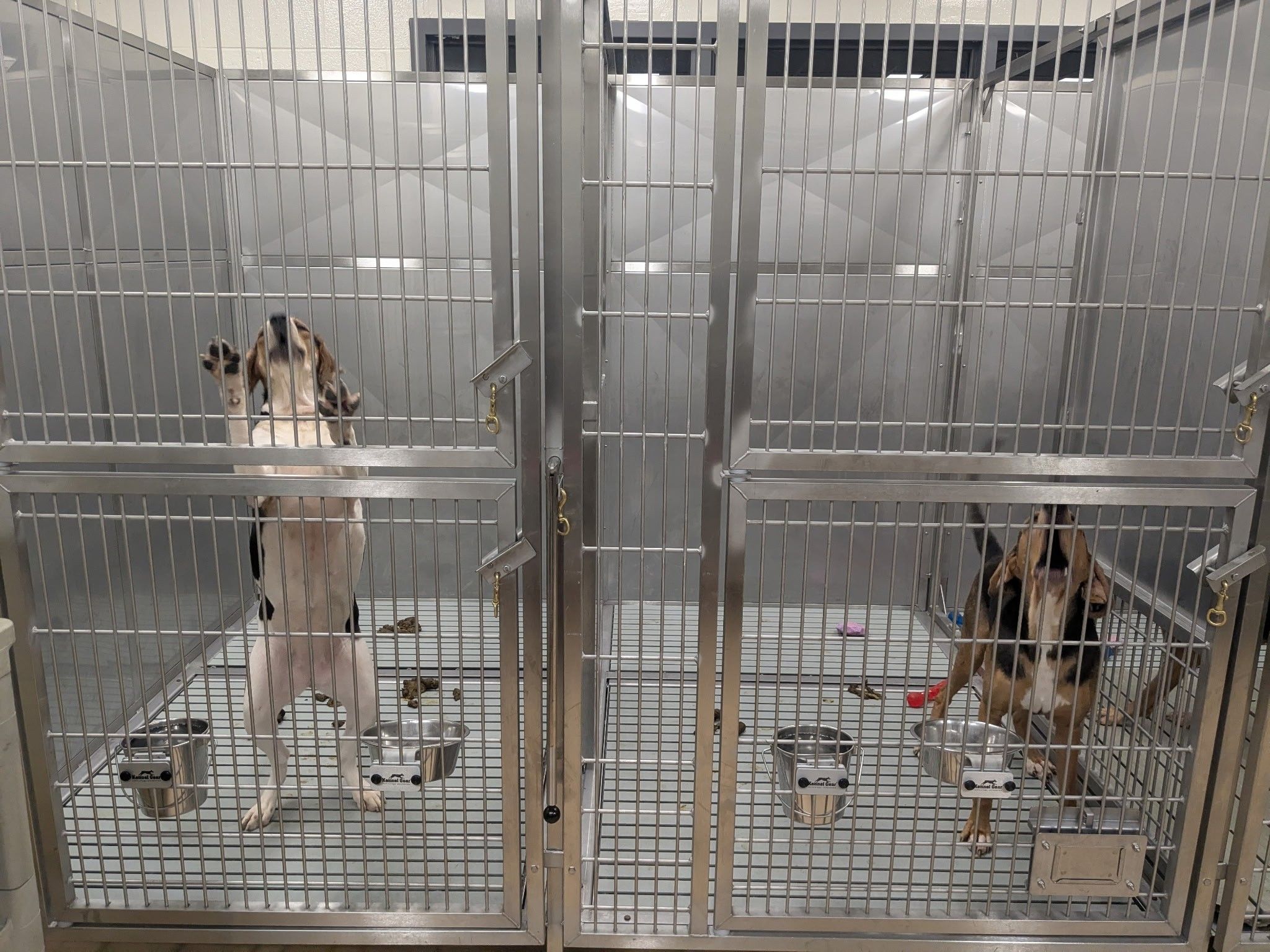  Photos of puppies in cages staff say were taken at Lawson Research Institute at St. Joseph’s Hospital in London, Ont. The dogs are induced with heart attacks lasting up to three hours, and then killed.
