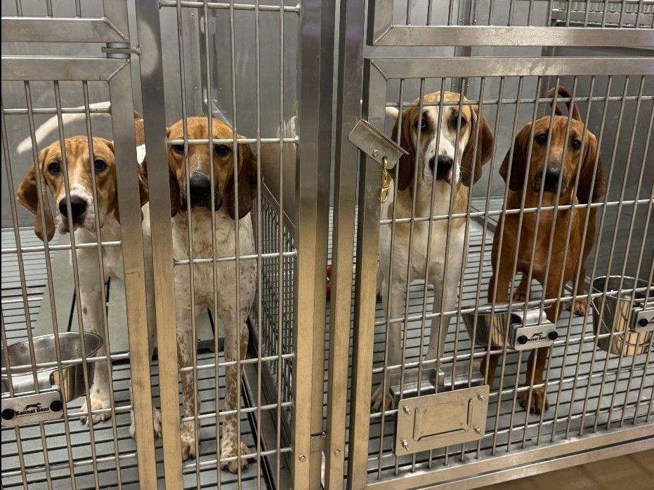Photo of puppies in a cage a whistleblower says was taken at the Lawson Research Institute at St. Joseph's Health Care in London. (Contributed)