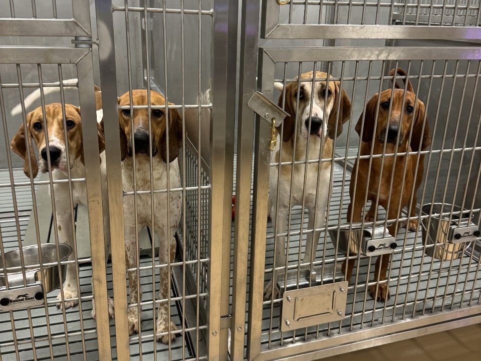 NextImg:EXCLUSIVE: Puppies secretly tested and killed at Ontario hospital for human heart research
