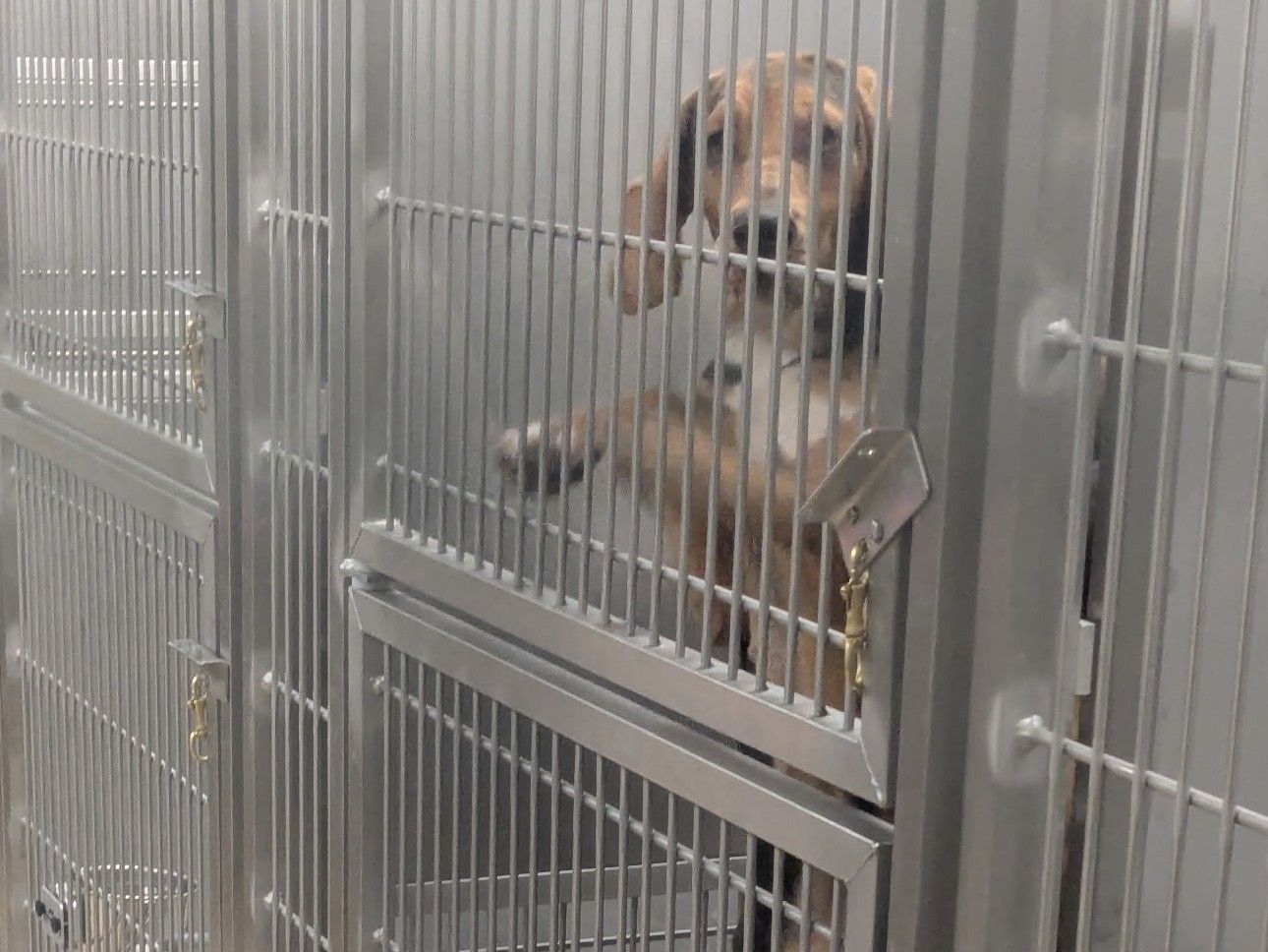  A photo of a dog in a cage staff say was taken at the Lawson Research Institute at St. Joseph’s Hospital in London, Ont.