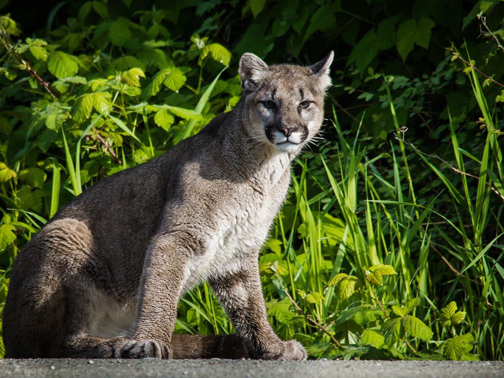NextImg:Mountain lion attacks 11-year-old girl at home in Malibu, California