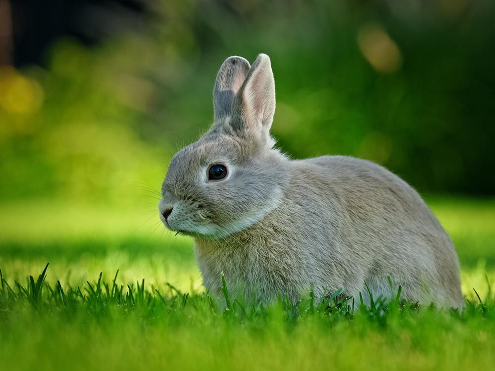 NextImg:Denmark zoo asks people to donate their small pets as food for captive predators