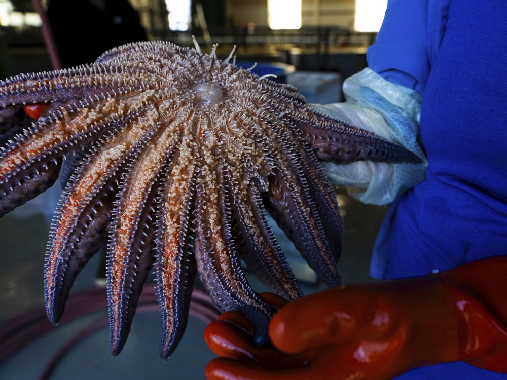 NextImg:Scientists have solved the mystery of what killed more than 5 billion sea stars
