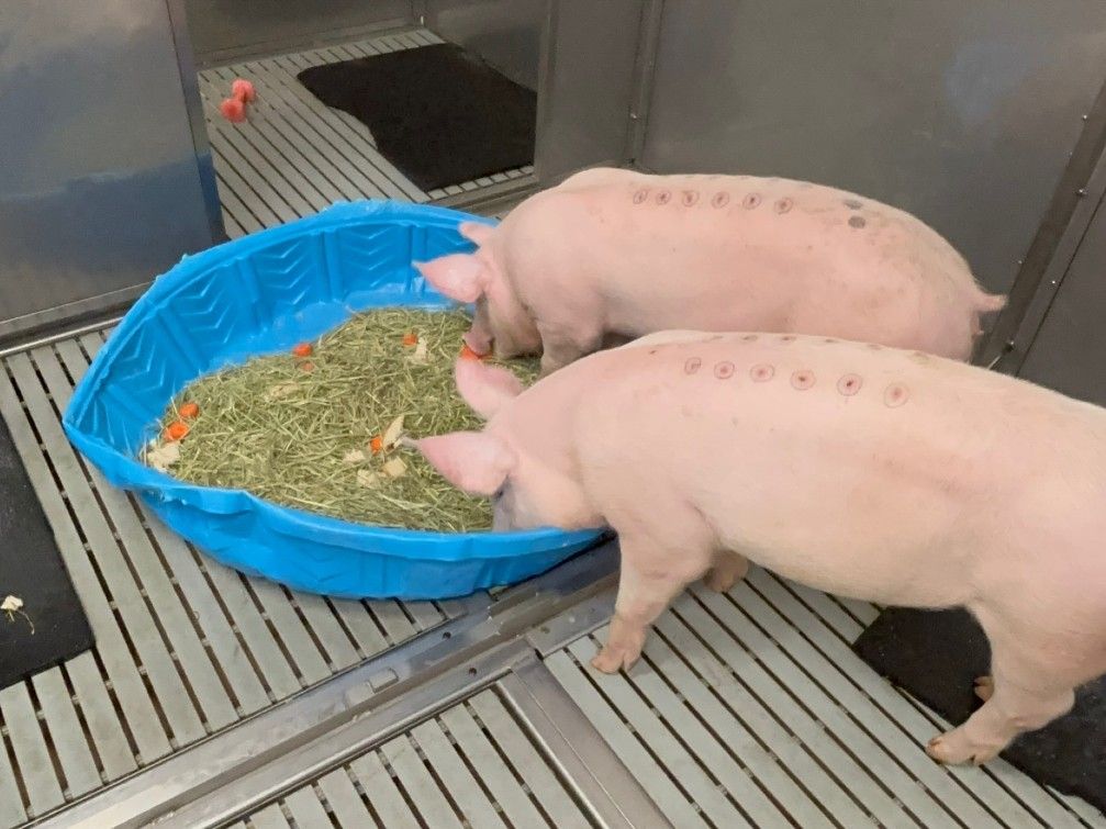  Pigs are also used for animal testing at Lawson Research Institute at St. Joseph’s Hospital. Photo taken by lab staff.
