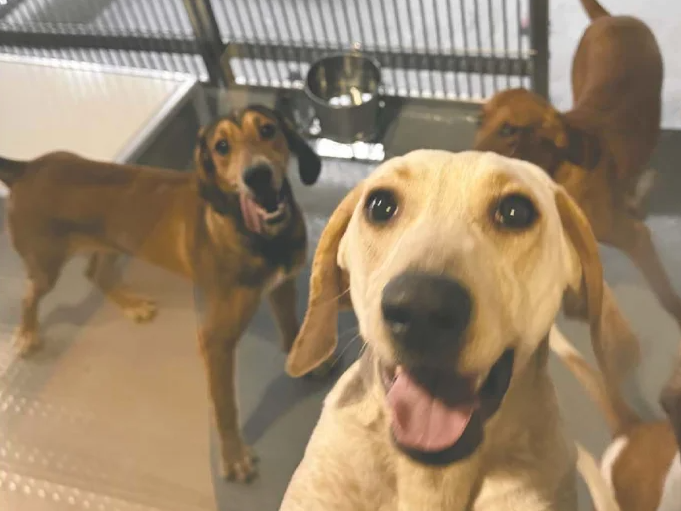 NextImg:Ontario to end medical research testing on dogs, cats following whistleblower exposé