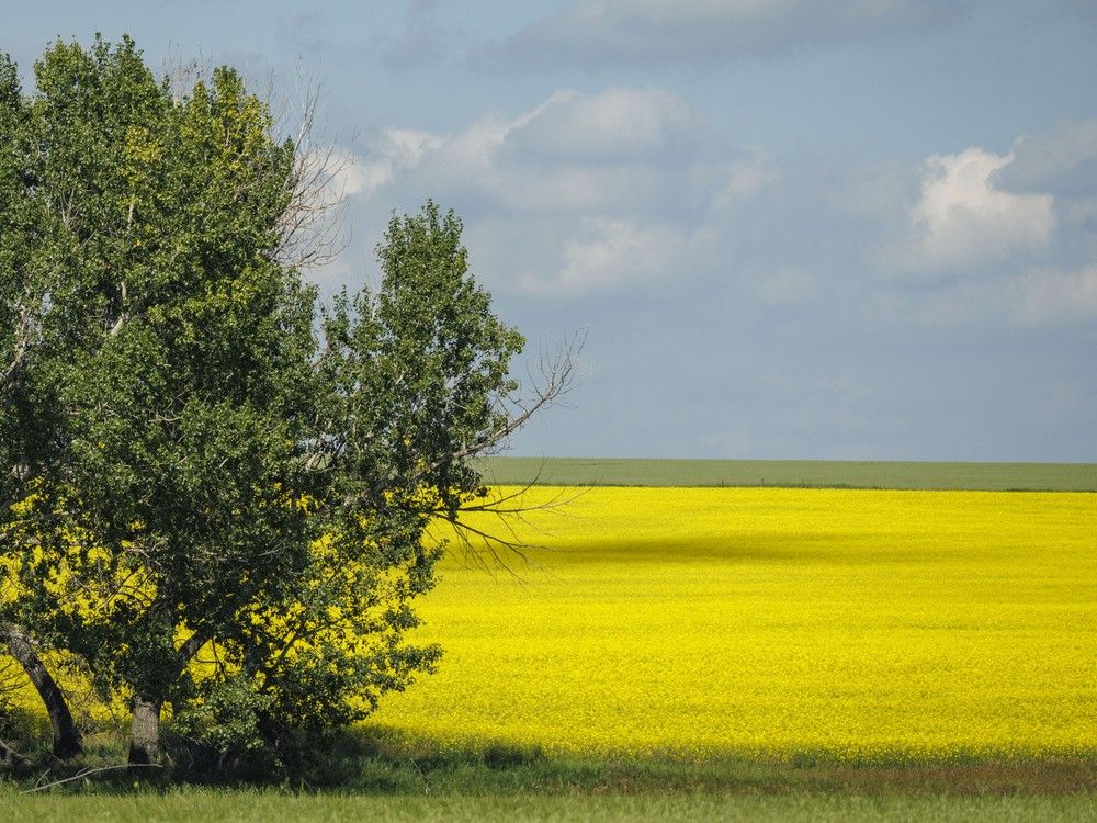 NextImg:China announces 75.8 per cent tariffs on Canadian canola