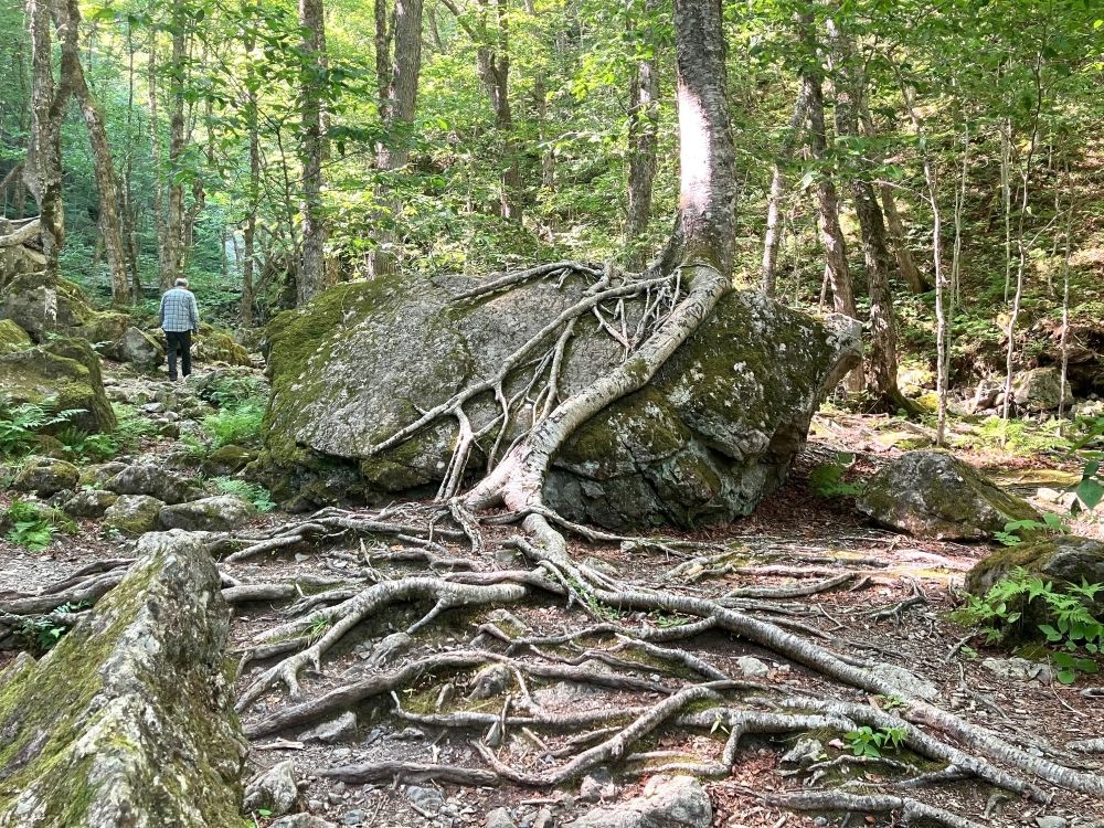 NextImg:Colby Cosh: Nova Scotia's paranoid ban on ... walking in the forest