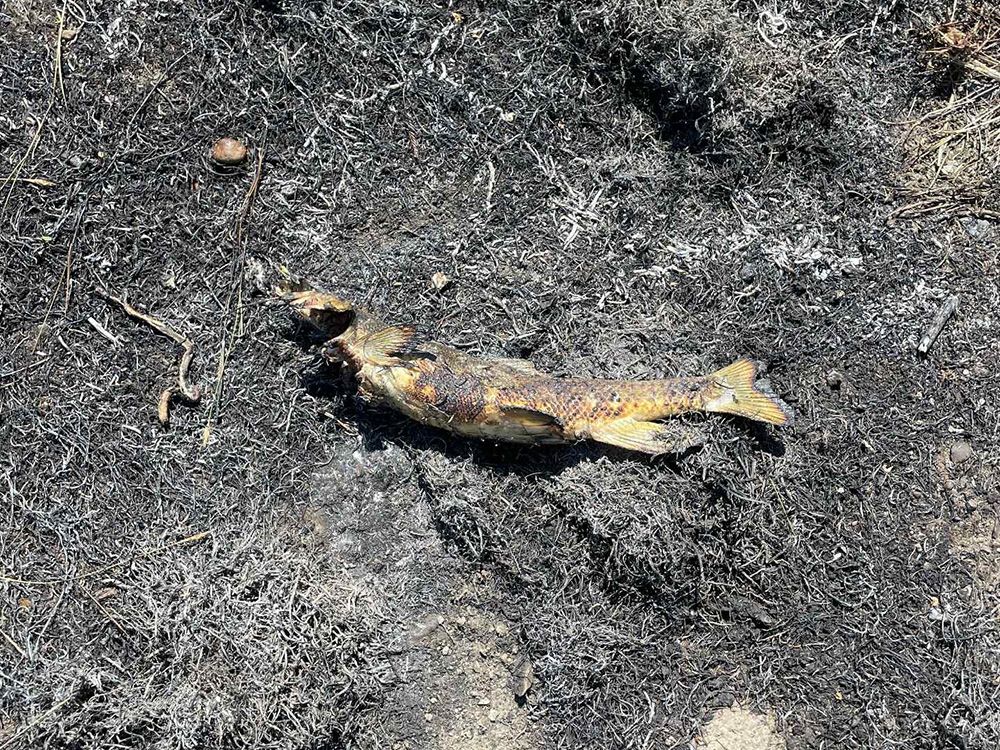 NextImg:How a fish fell from the sky and sparked a fire in this B.C. village