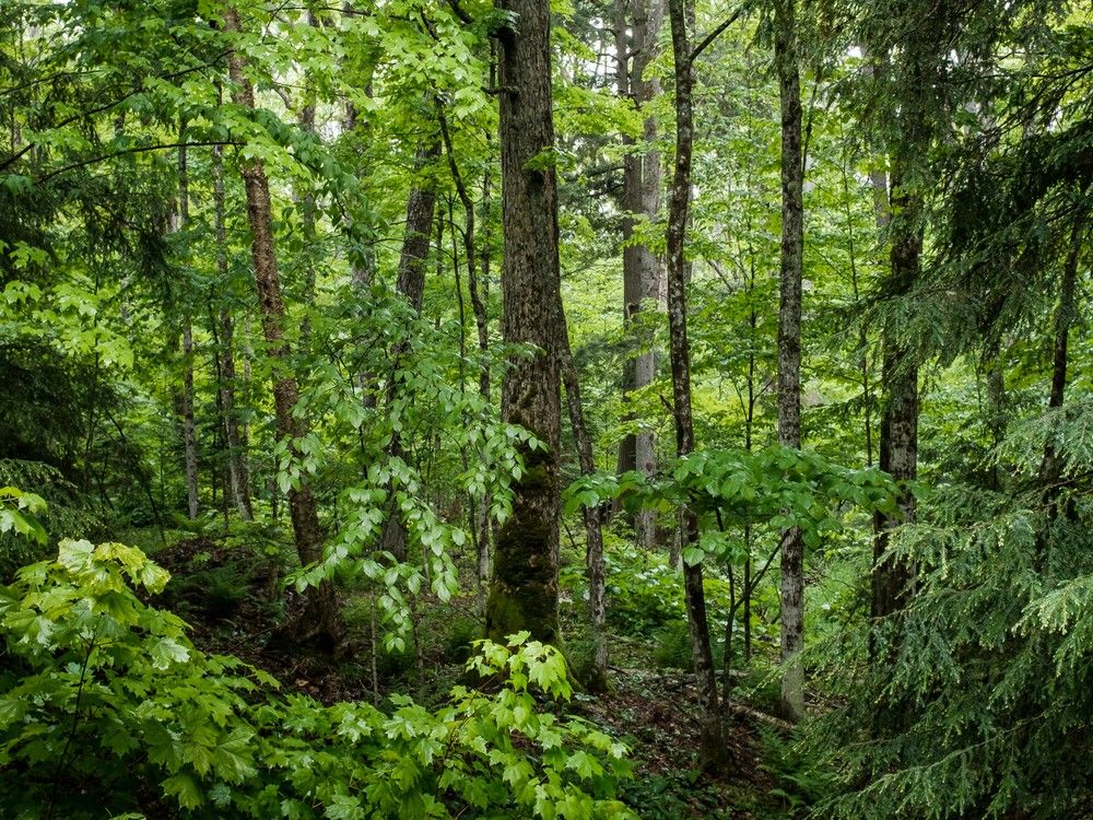 NextImg:Man survives several days in B.C. wilderness by 'slurping pond water' and eating 'whatever he could find'