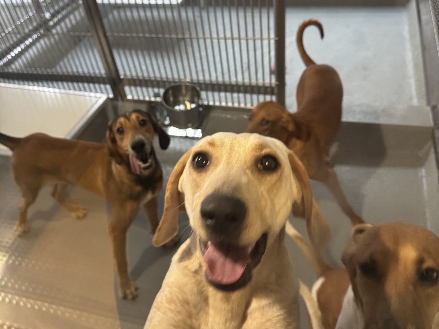  Photos of dogs in cages staff say were taken at Lawson Research Institute on the sixth floor of St. Joseph’s Hospital in London, Ont. The dogs brought in from U.S. breeders are as young as 10 months and as old as two years.